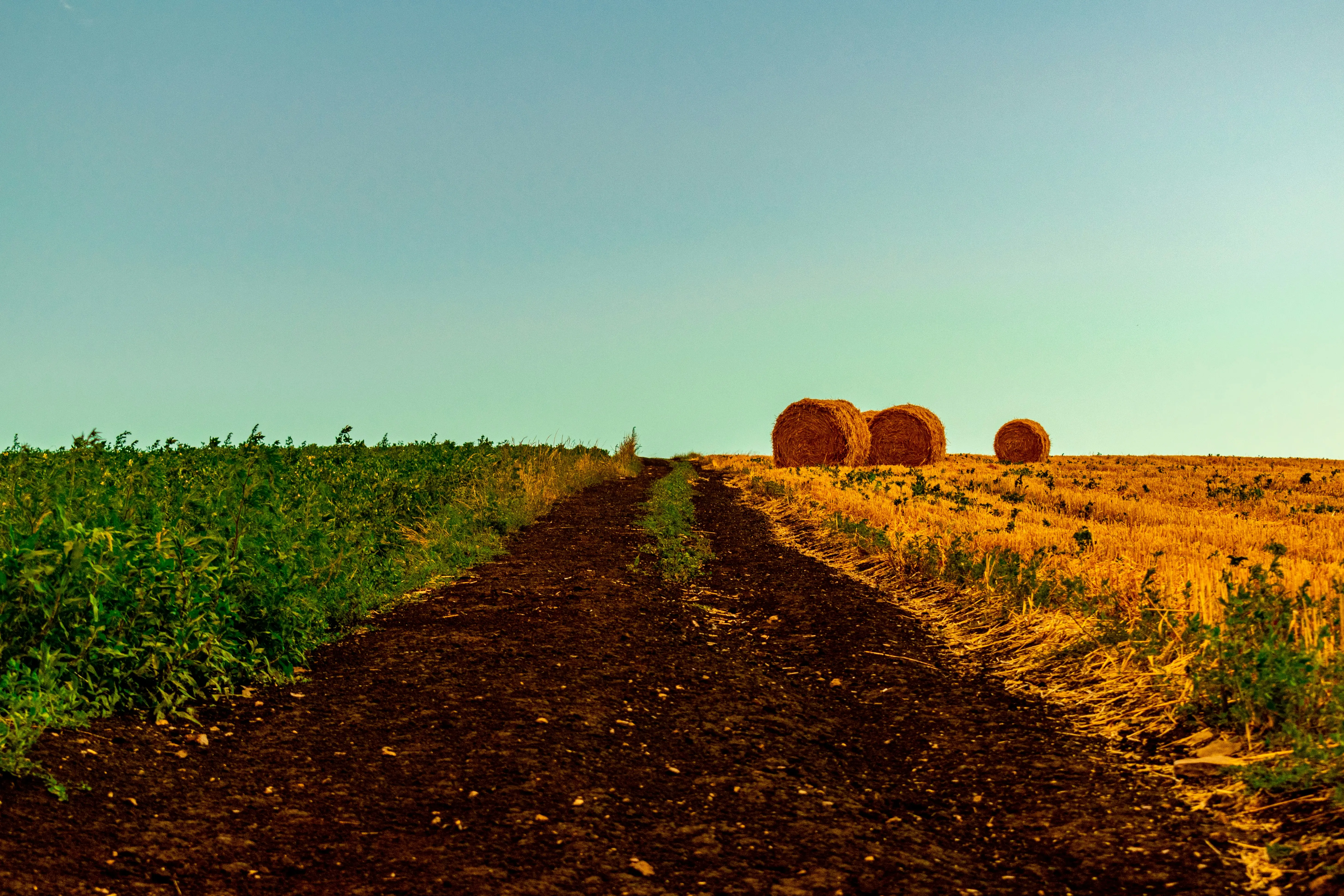 Campos de cultivo